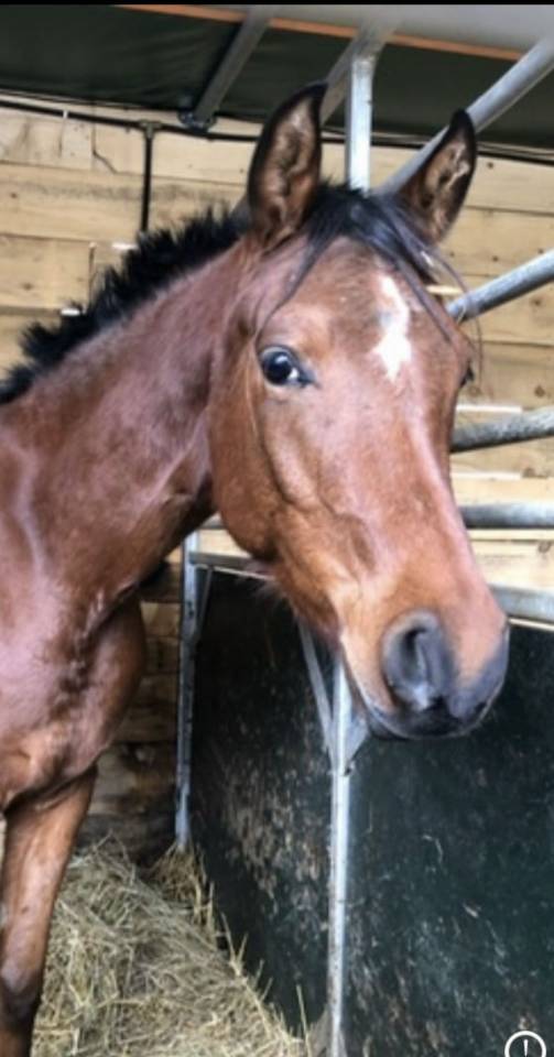 Hongre &agrave; vendre -  pur-sang arabe de 11 ans