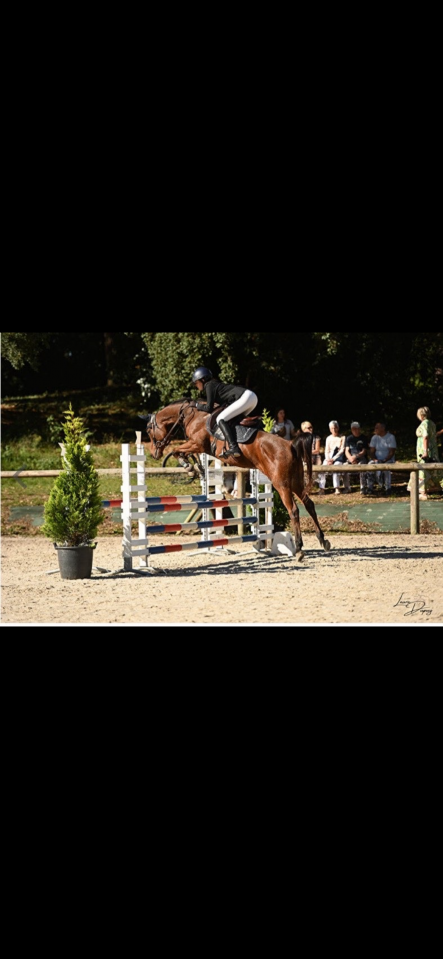 Hongre &agrave; vendre -  pur-sang arabe de 11 ans