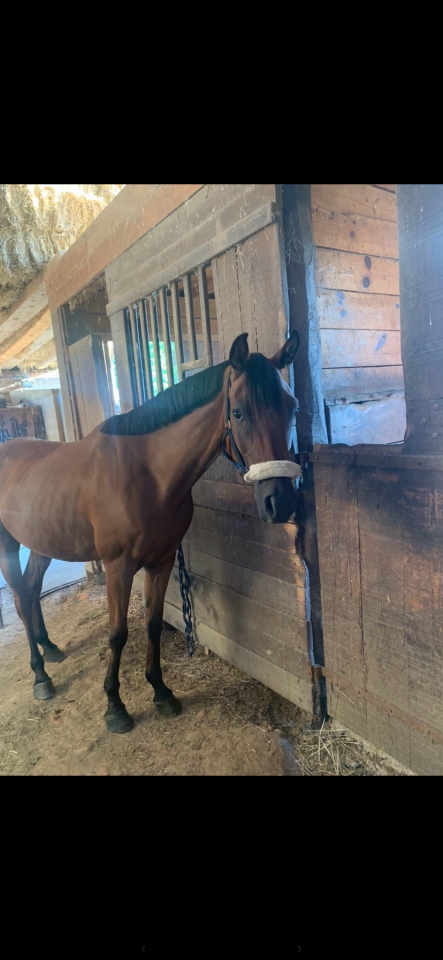 Hongre &agrave; vendre -  pur-sang arabe de 11 ans