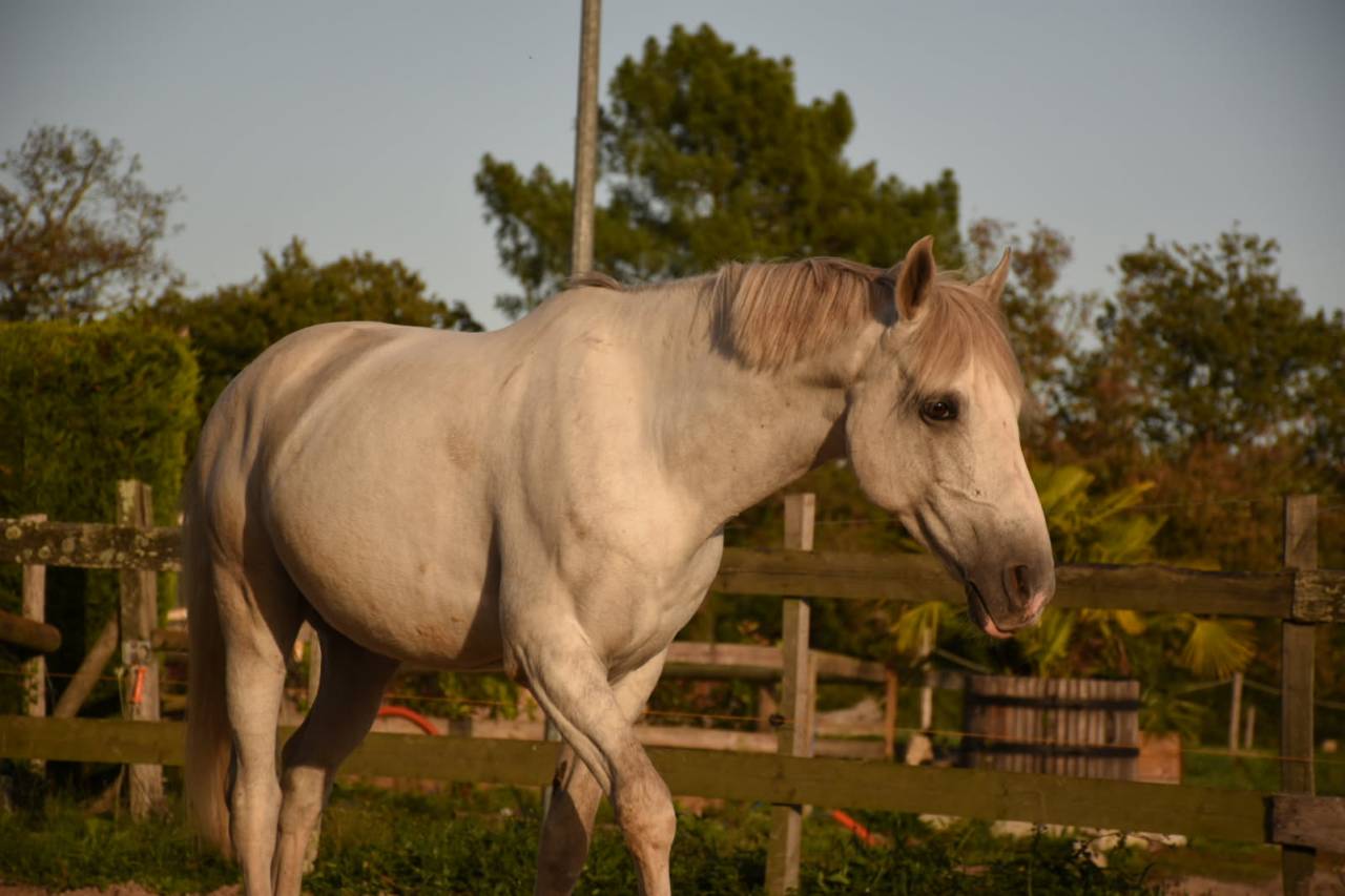 A vendre Cheval de loisir ONC