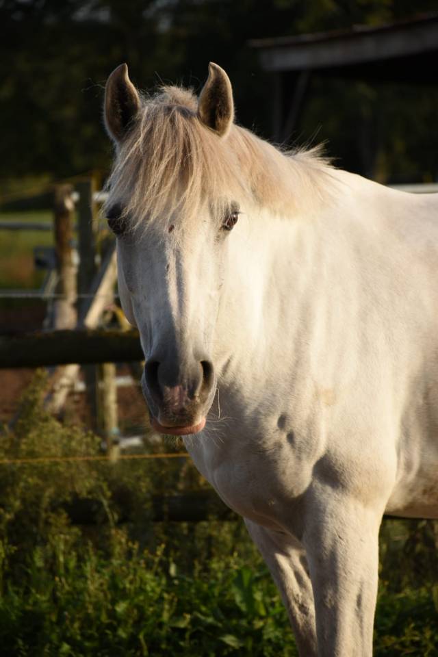 A vendre Cheval de loisir ONC