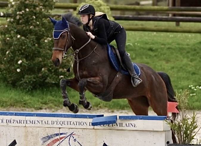 Cheval hongre de 8 ans