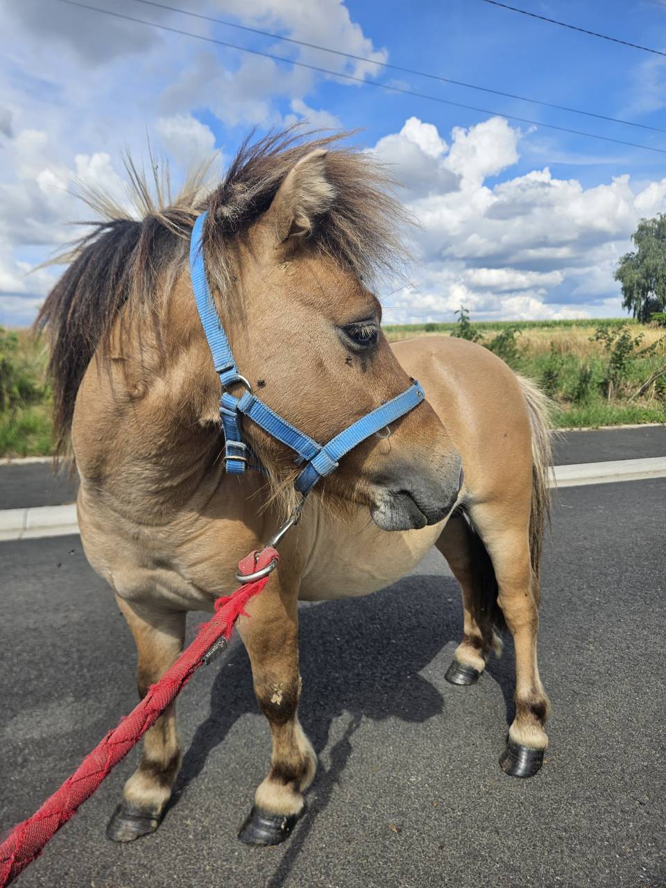 Poney miniature aux yeux bleus 