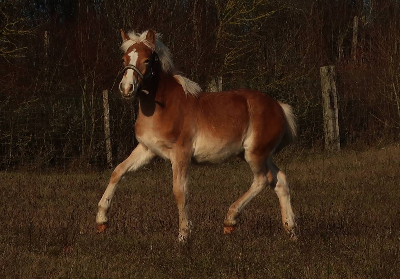 Haflinger  1 an PP