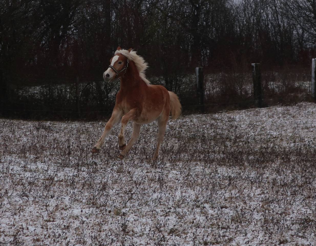 Haflinger  1 an PP