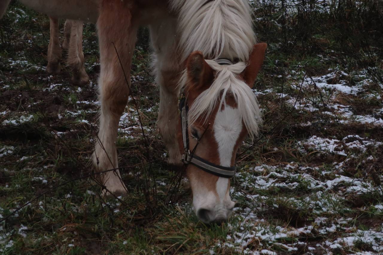 Haflinger  1 an PP