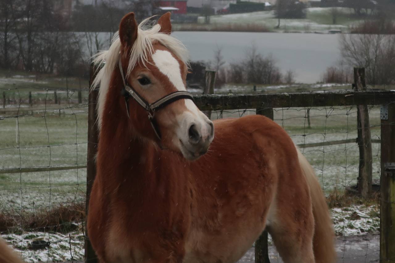 Haflinger  1 an PP