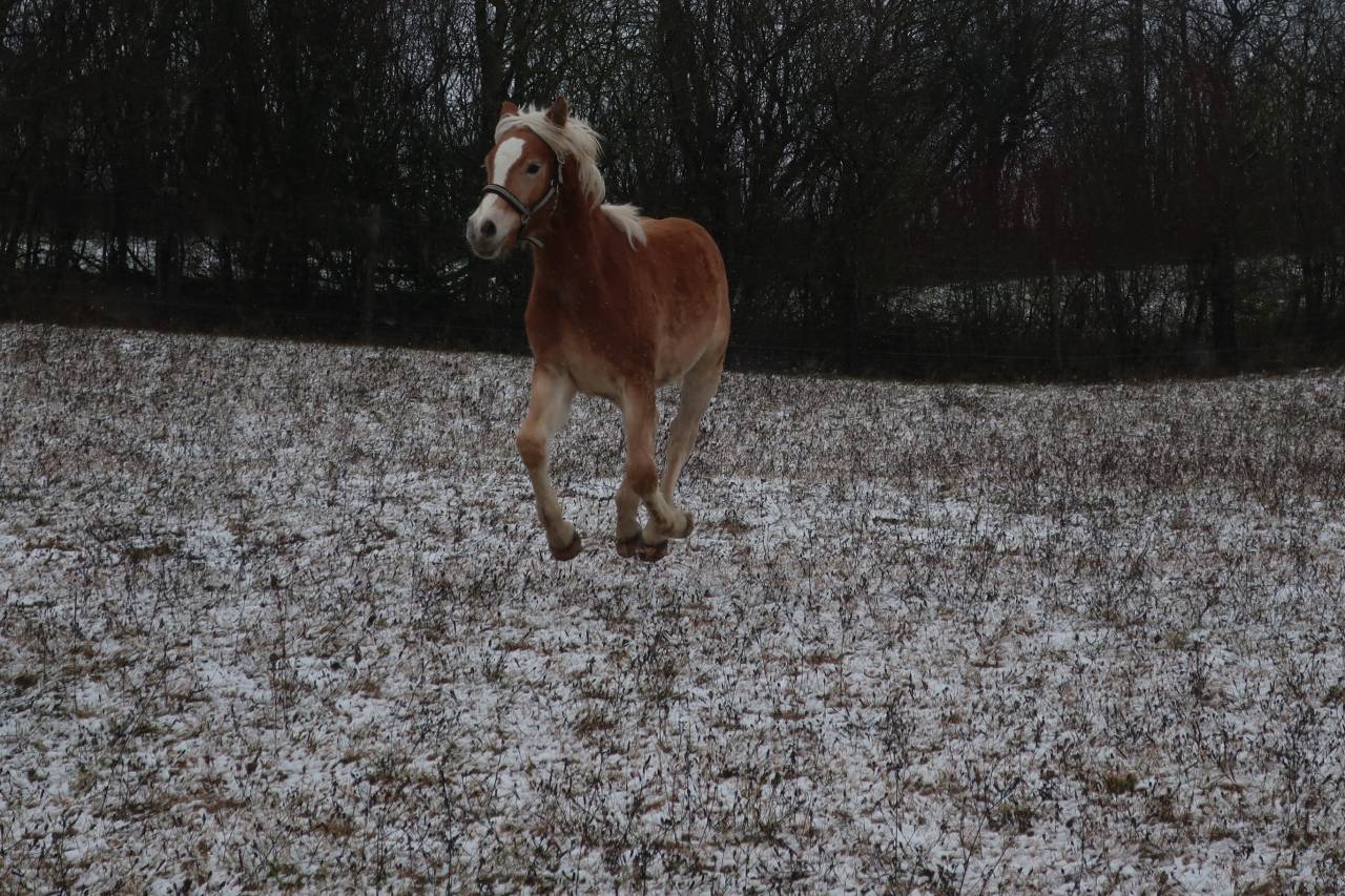Haflinger  1 an PP