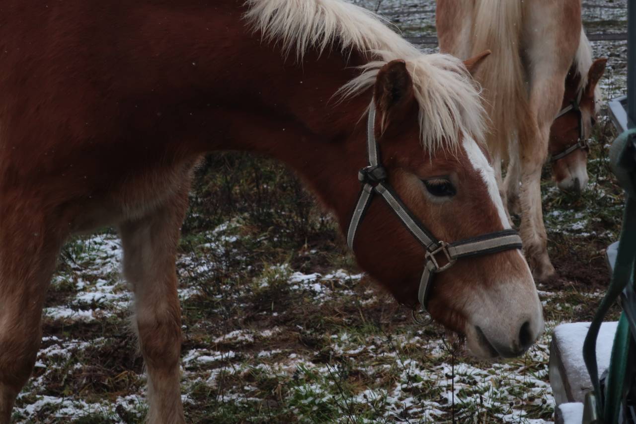 Haflinger  1 an PP