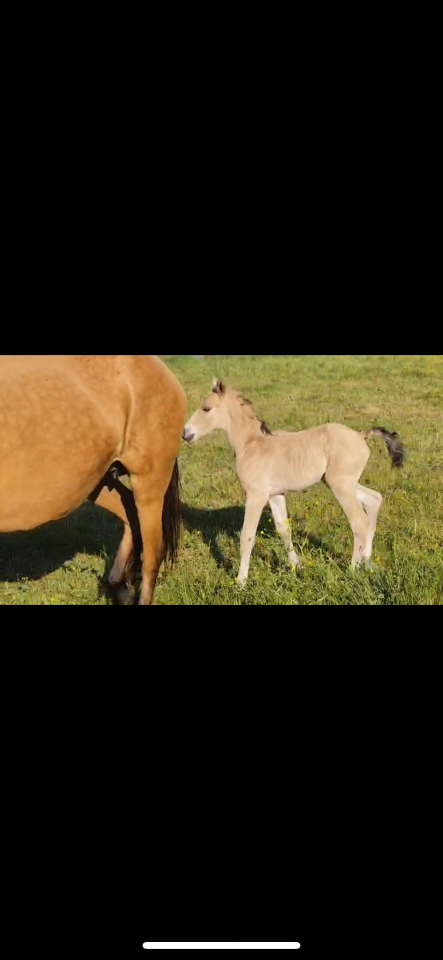 Poulain PRE pp 7 lois Isabelle 