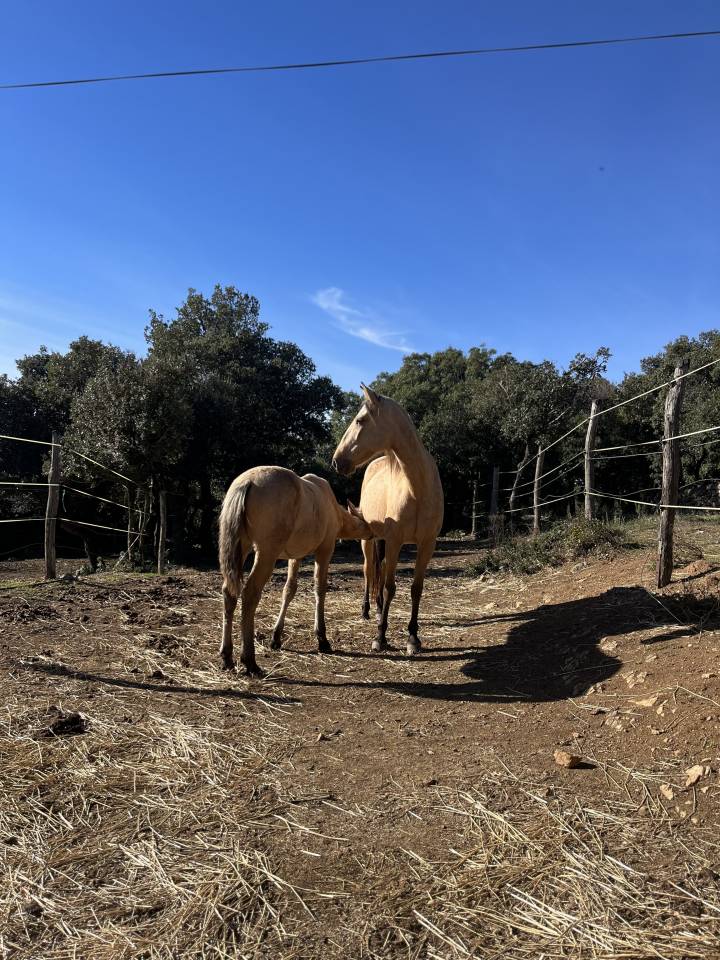 Poulain PRE pp 7 lois Isabelle 