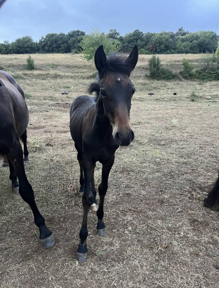 Pouliche PRE pp 19 mois bai fonc&eacute;