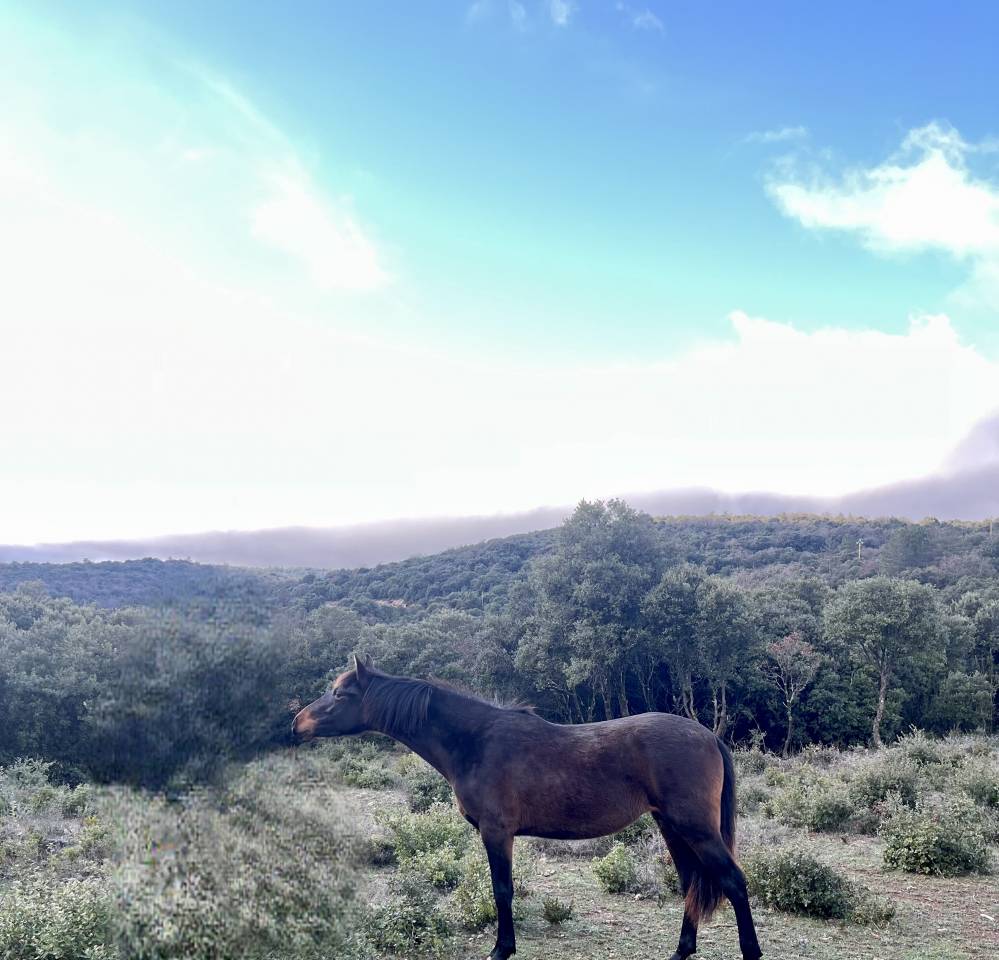 Pouliche PRE pp 19 mois bai fonc&eacute;