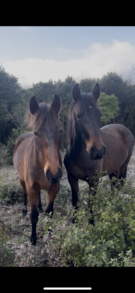 Pouliche PRE pp 19 mois bai fonc&eacute;