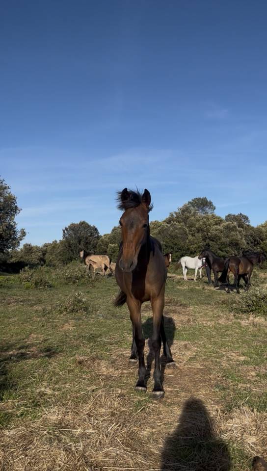 Pouliche PRE pp bai cerise 19 mois 