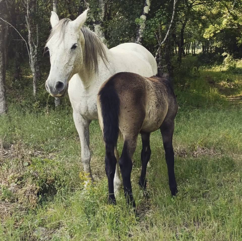 Poulain OC barbe X espagnol 34 mois 