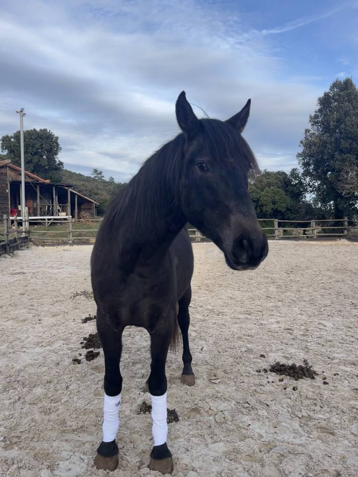 Poulain OC barbe X espagnol 34 mois 