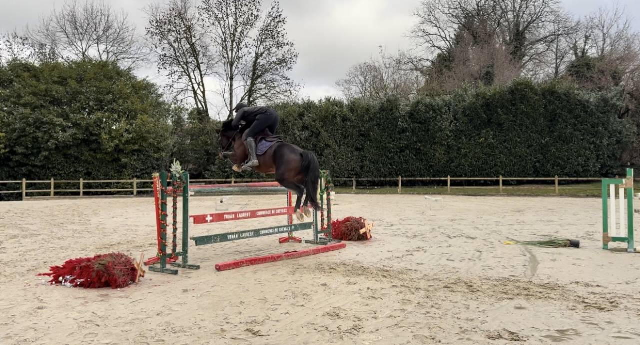 Super jument top amateur id&eacute;al transition poney cheval 