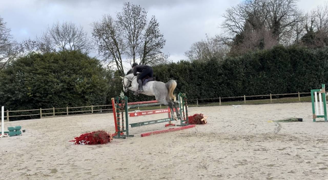 Magnifique hongre gris 8 ans top amateur 