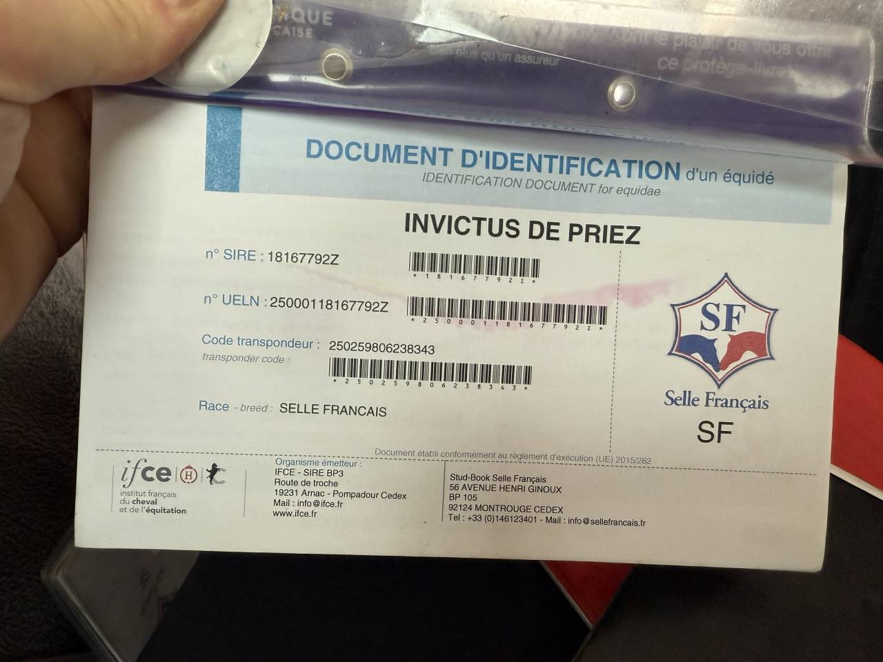 Magnifique hongre gris 8 ans top amateur 