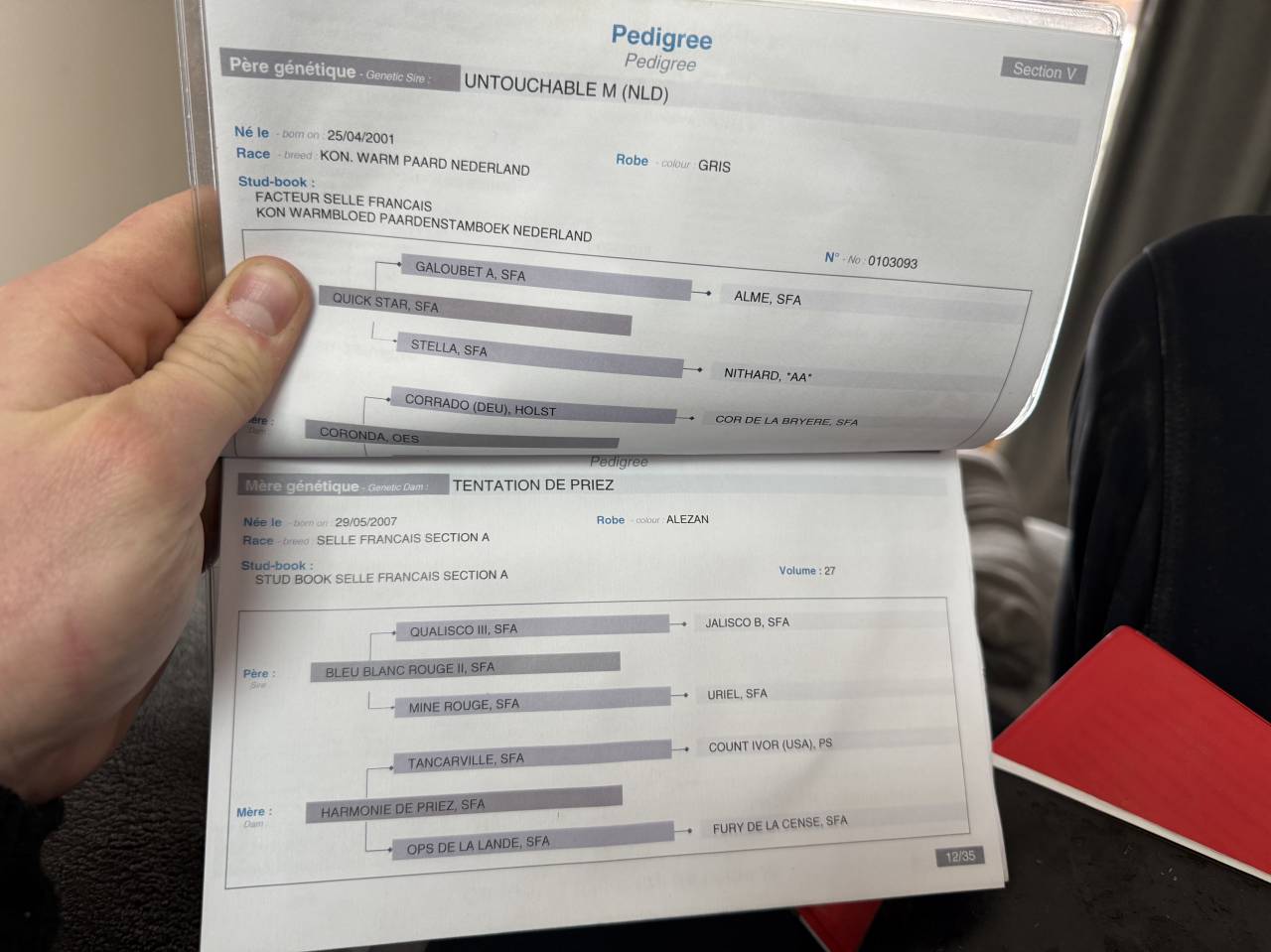 Magnifique hongre gris 8 ans top amateur 