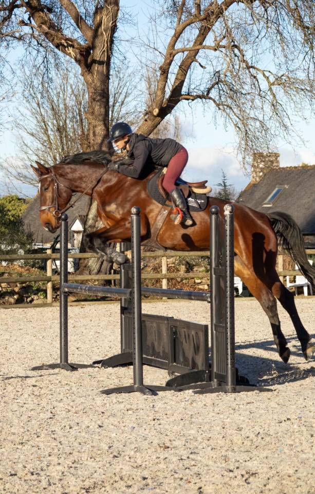 Jument baie 6 ans par EL BARONE 1M75