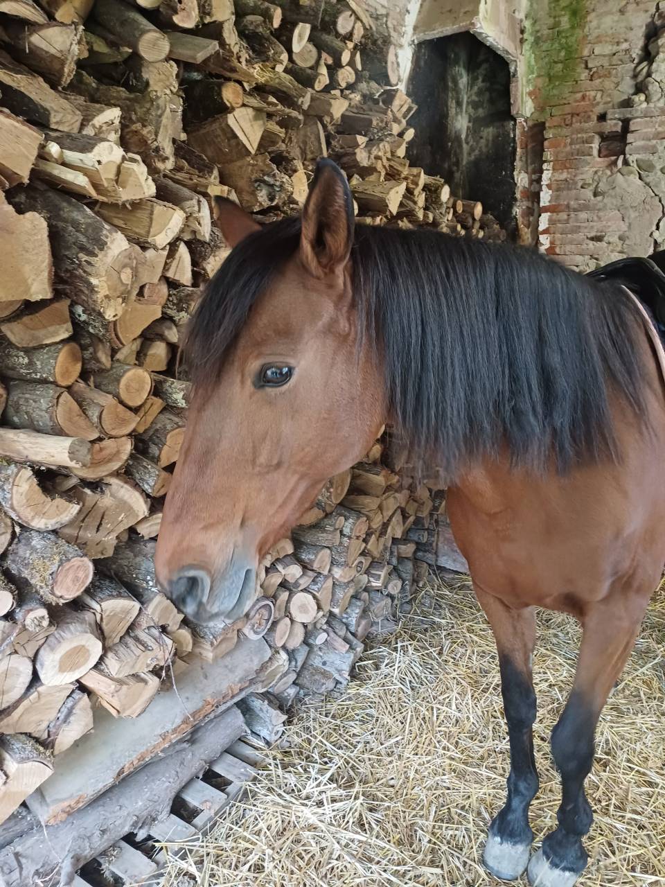 Magnifique jument PRE