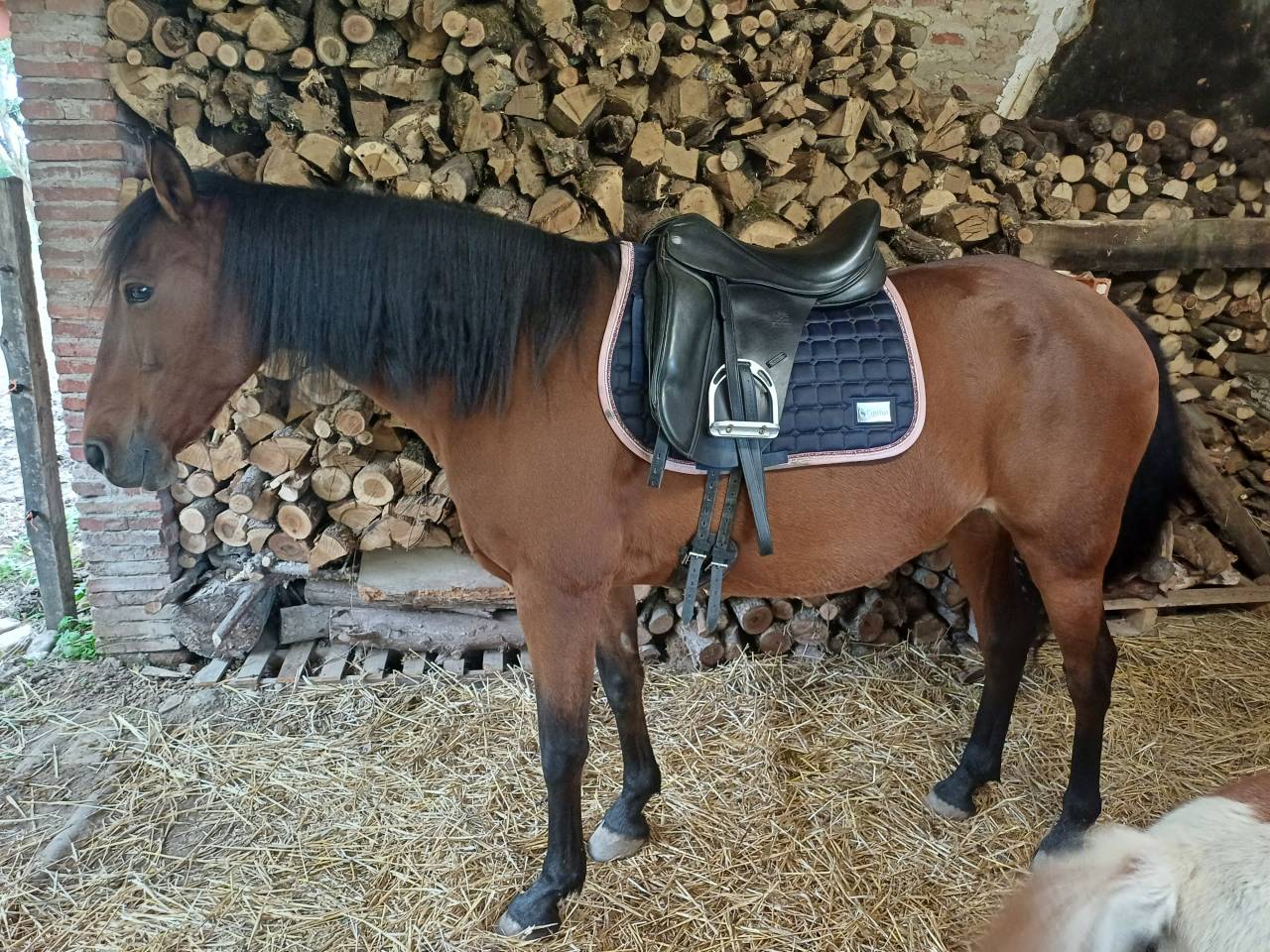 Magnifique jument PRE