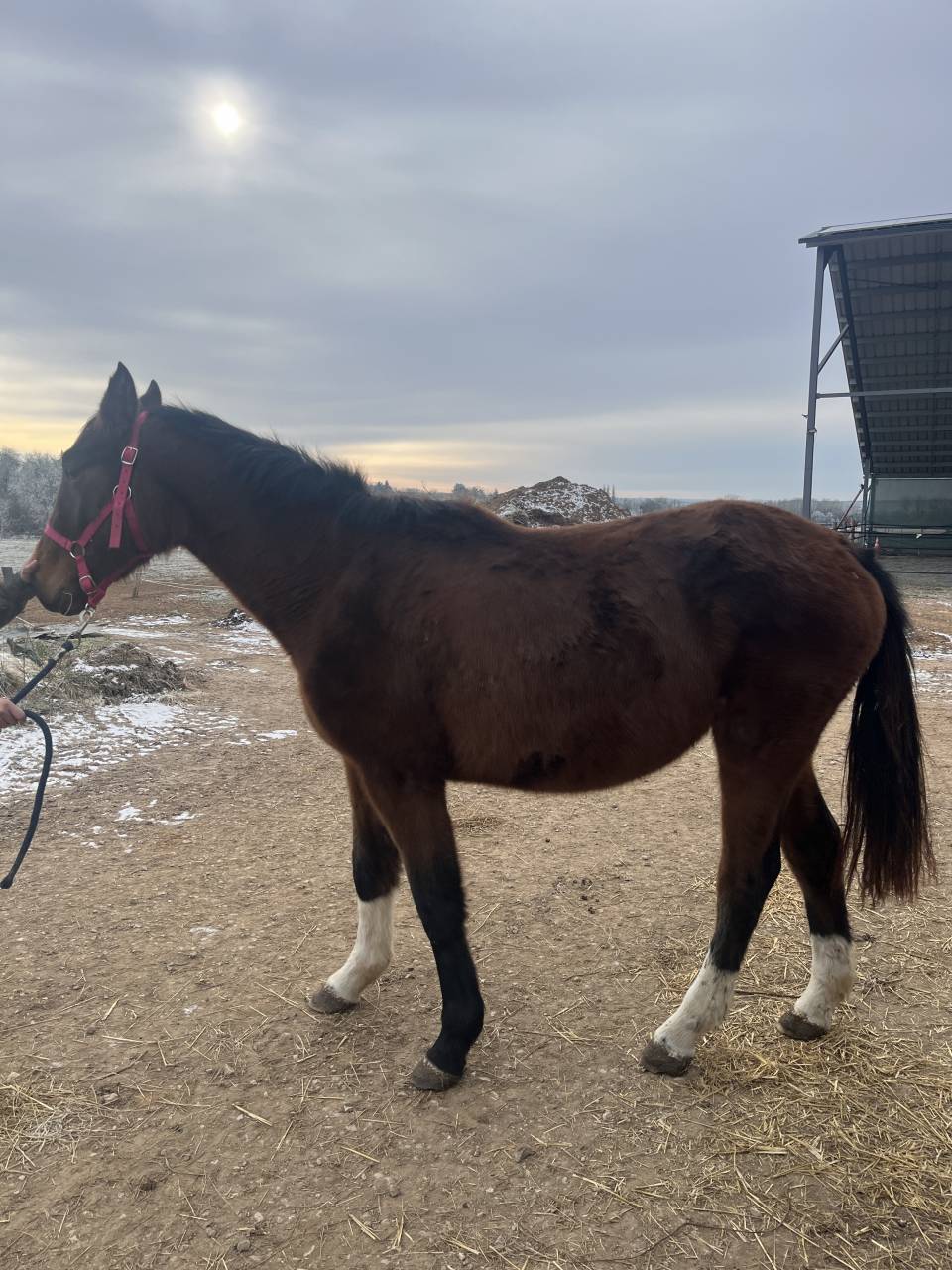Pouliche 3 ans cornet prinz/ vertigo st benoit