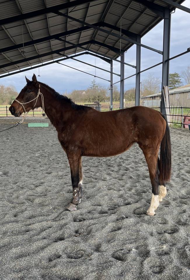 Pouliche 3 ans cornet prinz/ vertigo st benoit