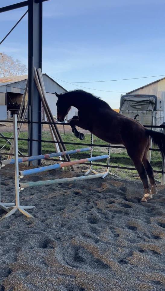 Pouliche 3 ans cornet prinz/ vertigo st benoit