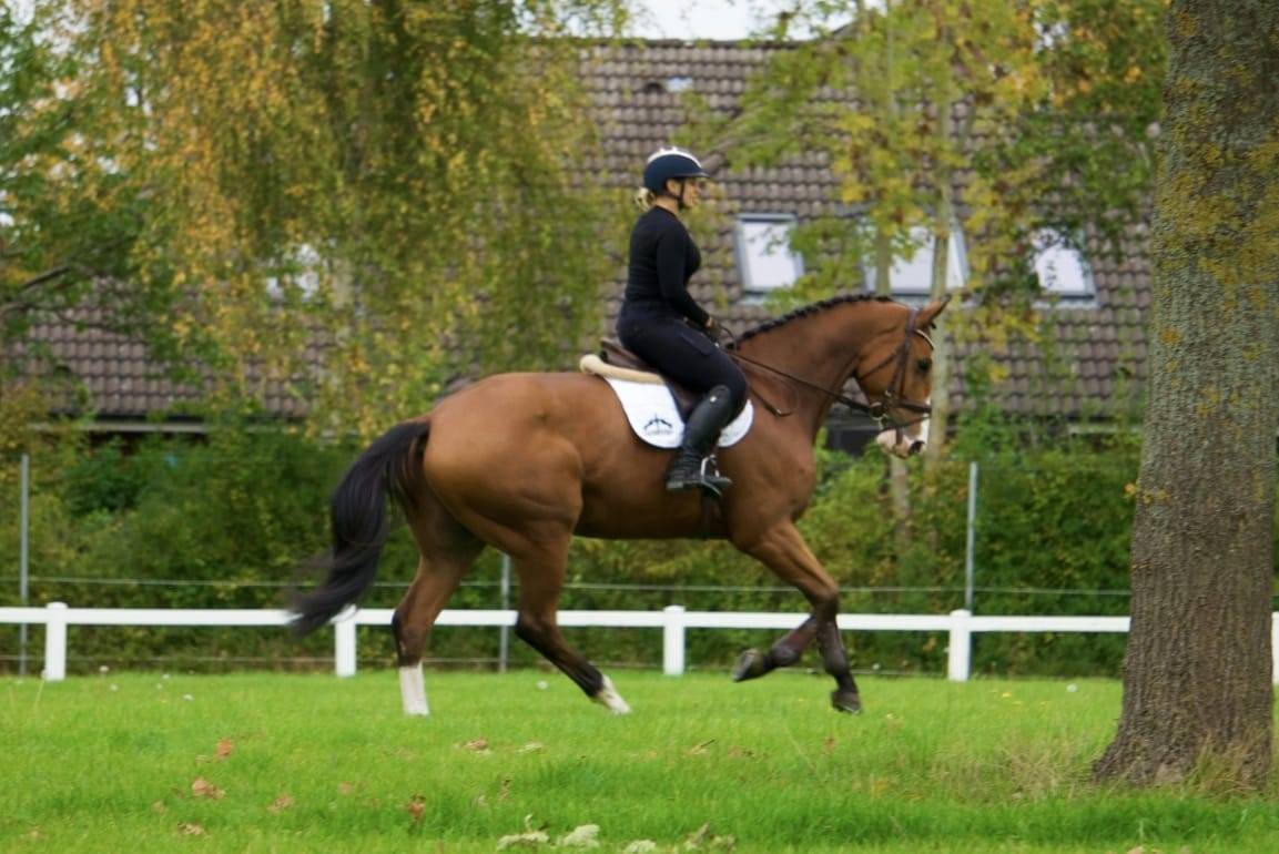 Opportunit&eacute; direct &eacute;leveur 