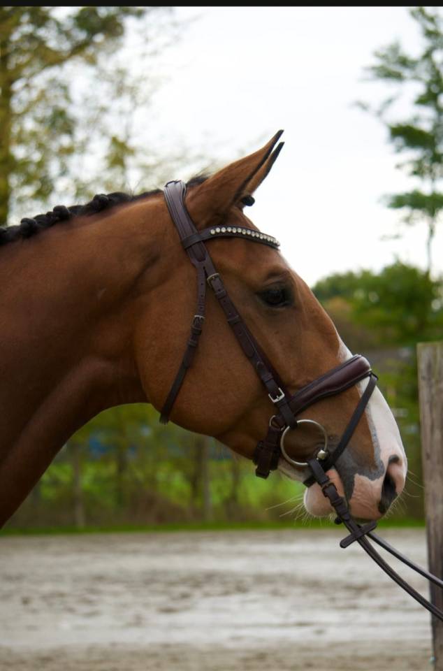 Opportunit&eacute; direct &eacute;leveur 
