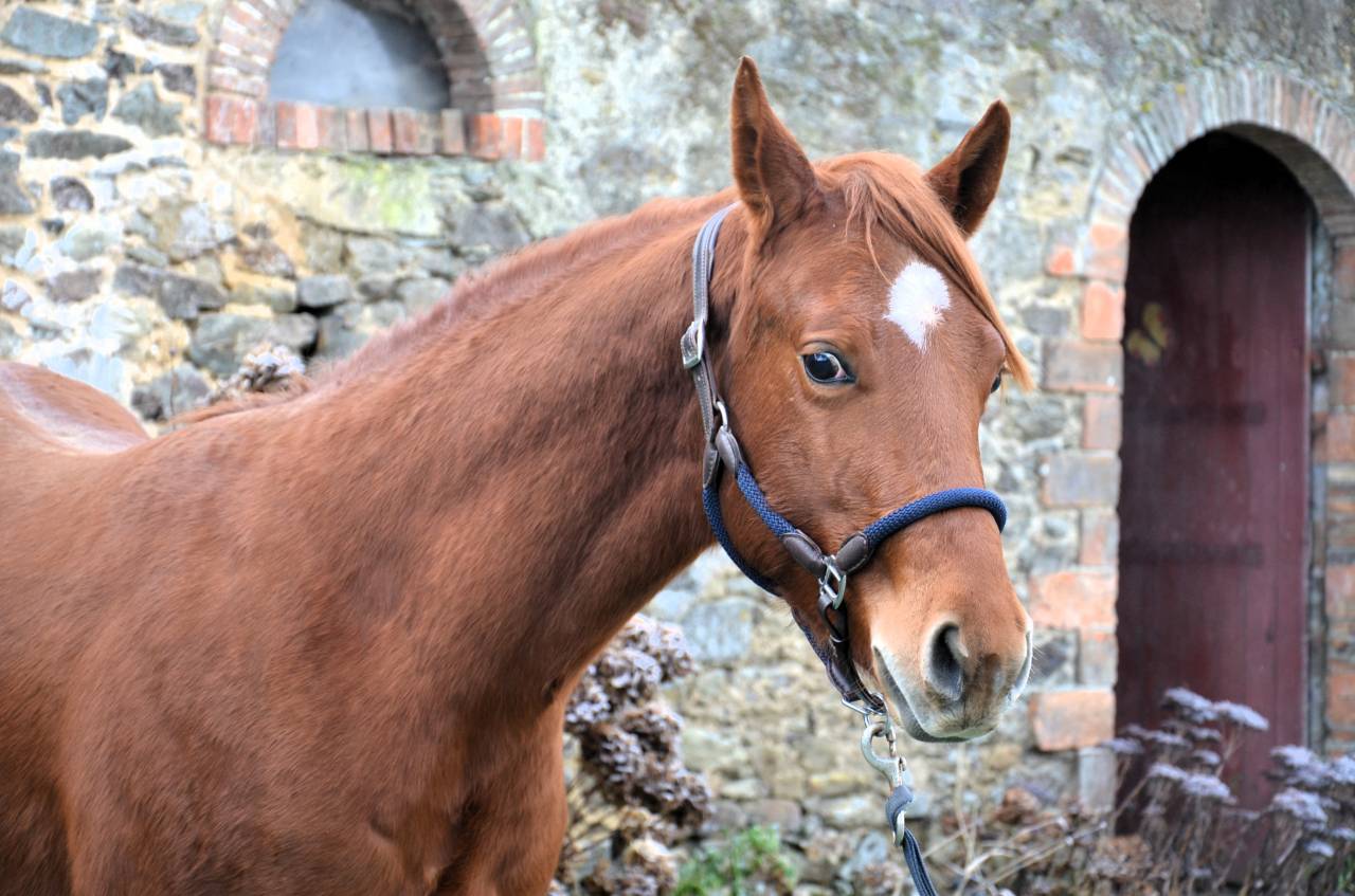 Hongre Quarter Horse 2 ans par Gunner Superstar