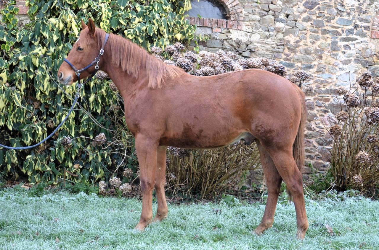 Hongre Quarter Horse 2 ans par Gunner Superstar