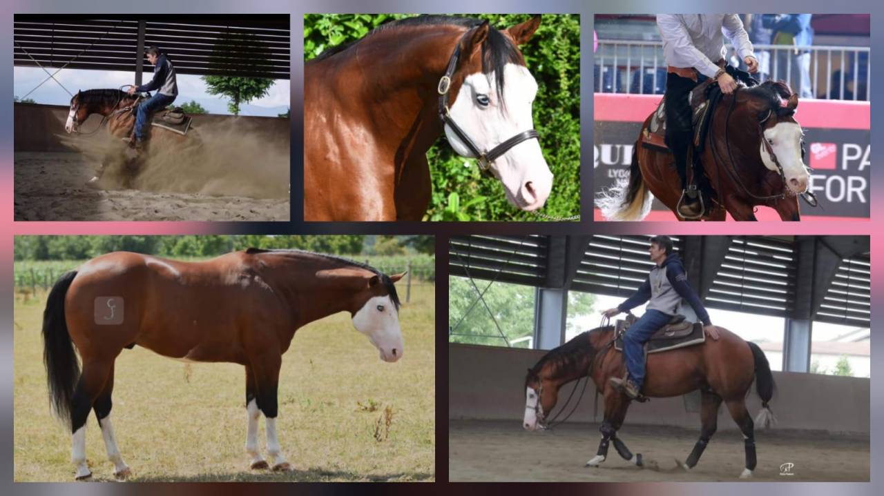 Hongre Quarter Horse 2 ans par Gunner Superstar