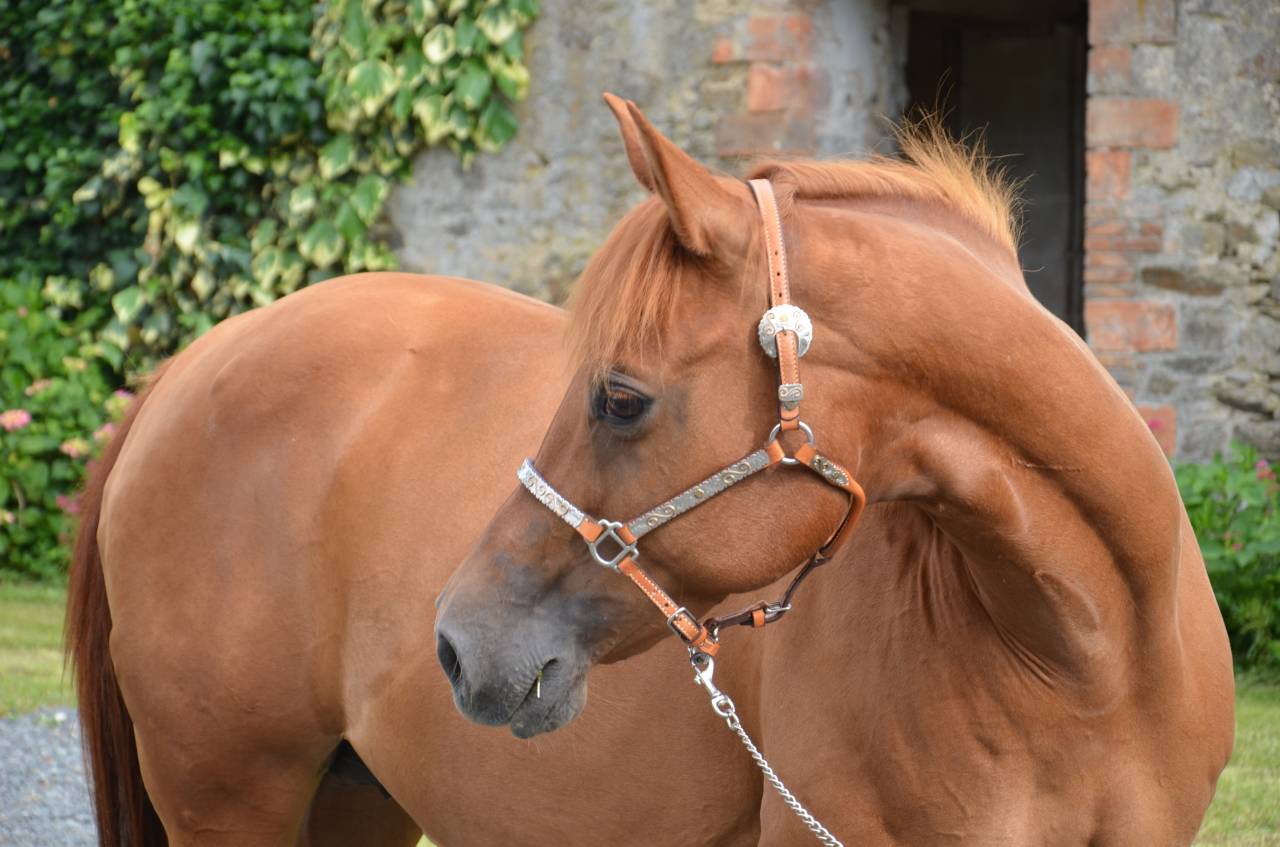 Hongre Quarter Horse 2 ans par Gunner Superstar