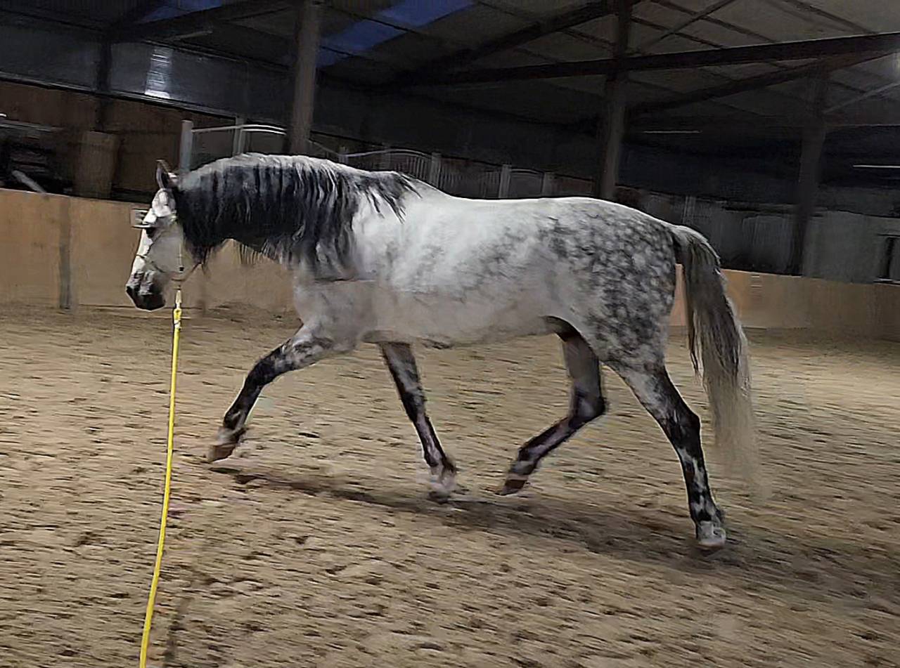 Hongre PRE dress&eacute; St Georges