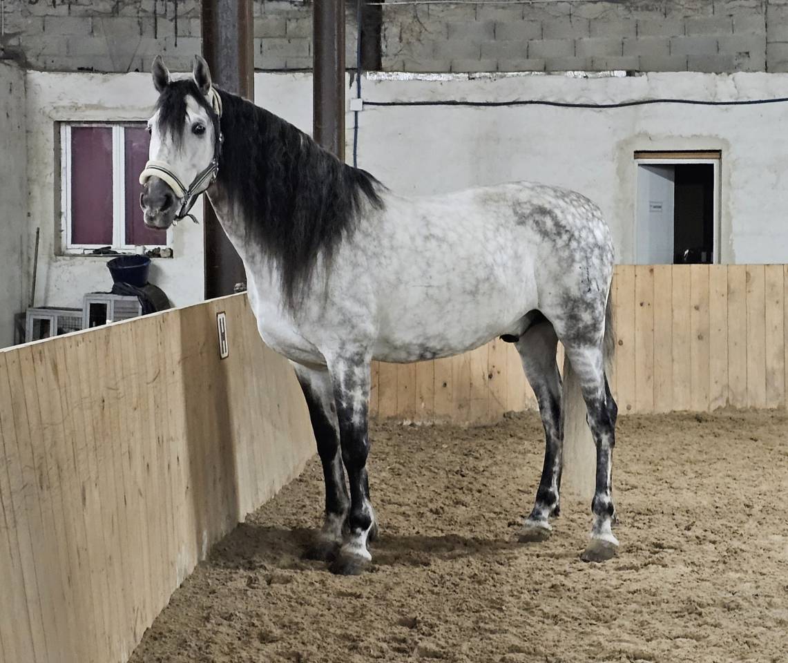 Hongre PRE dress&eacute; St Georges