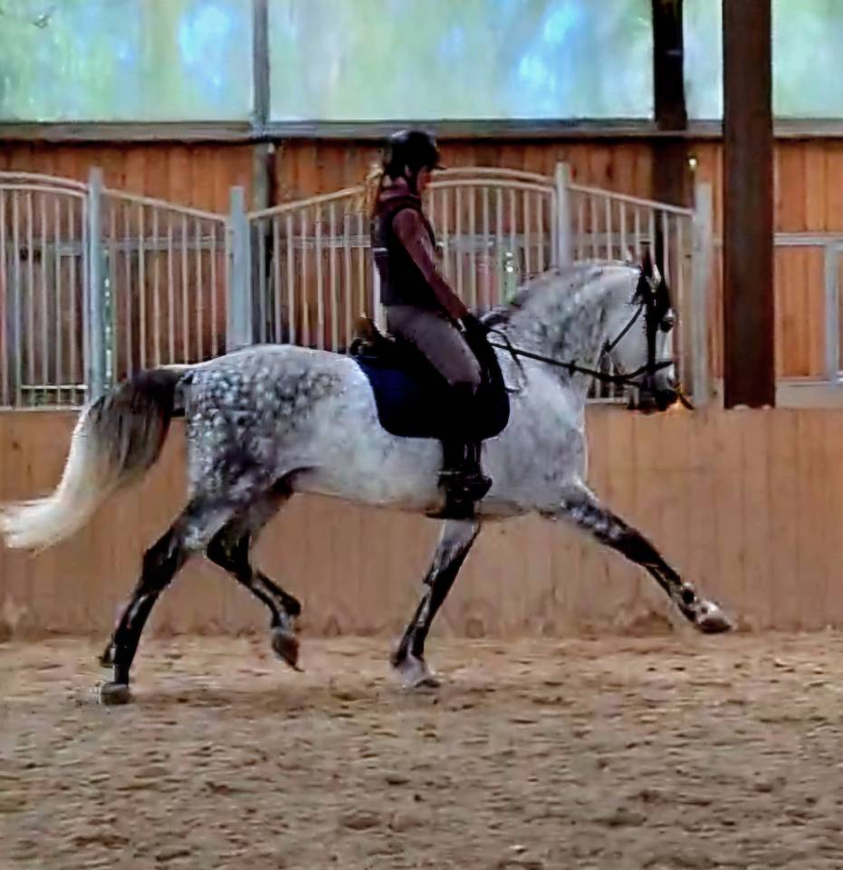 Hongre PRE dress&eacute; St Georges