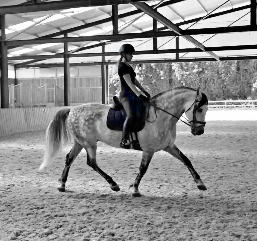 Hongre PRE dress&eacute; St Georges