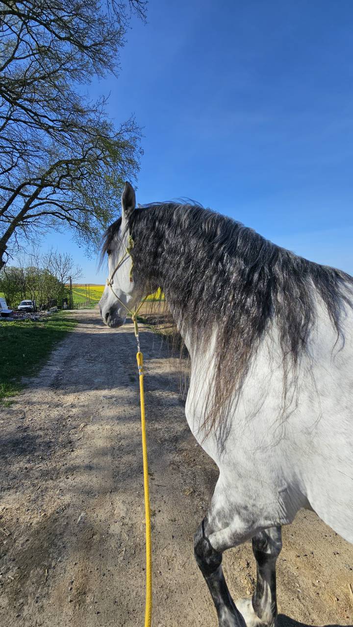 Hongre PRE dress&eacute; St Georges