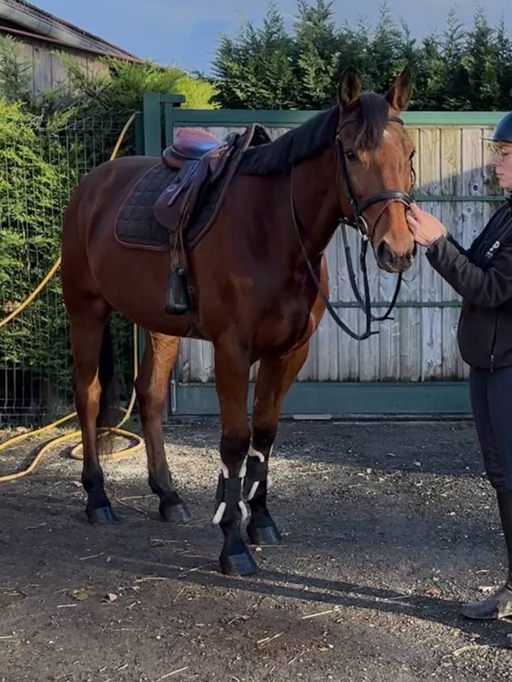 Super cheval de loisir 