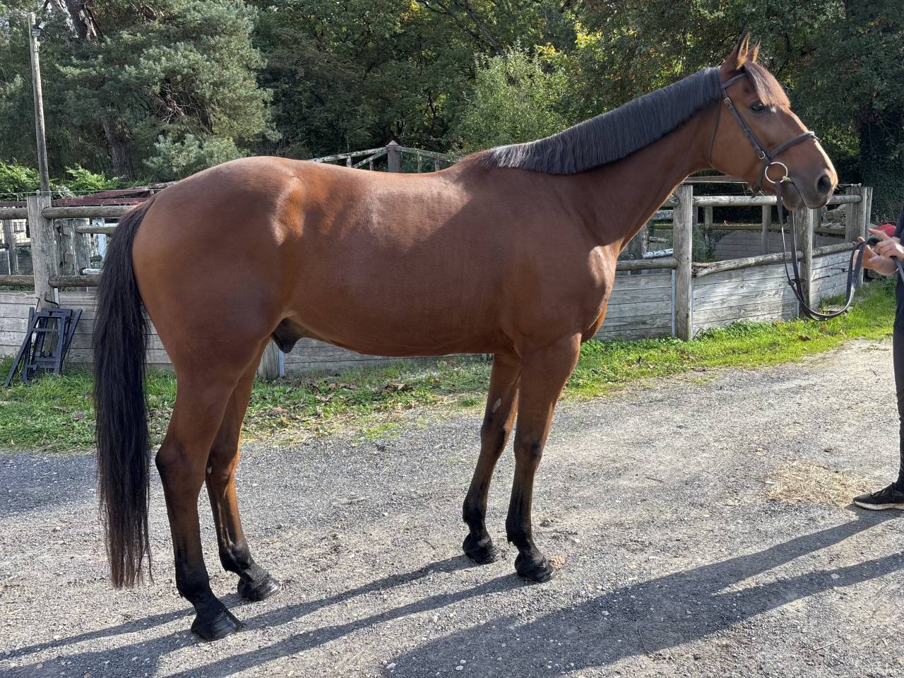 Super cheval de loisir 