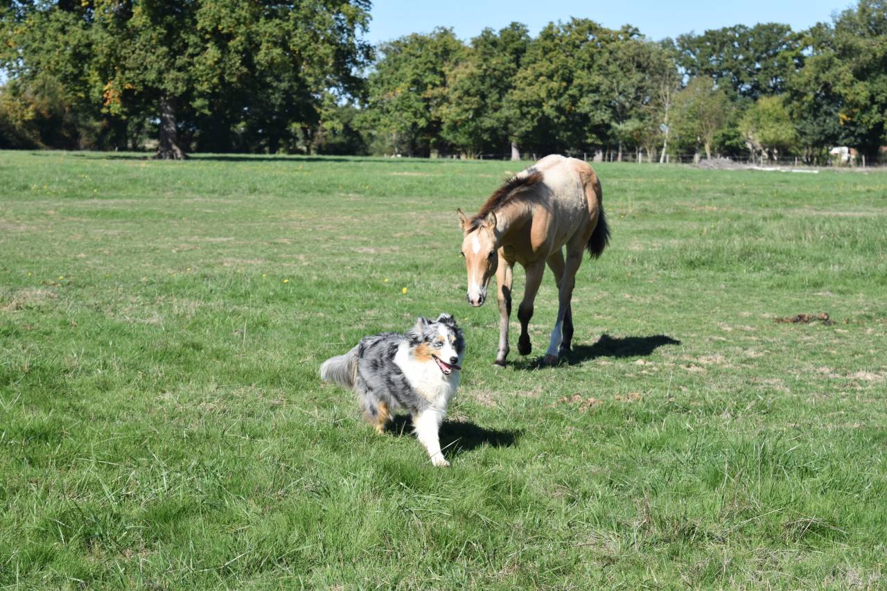 Pouliche Quarter Horse PP