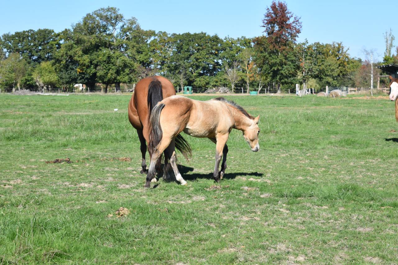 Pouliche Quarter Horse PP