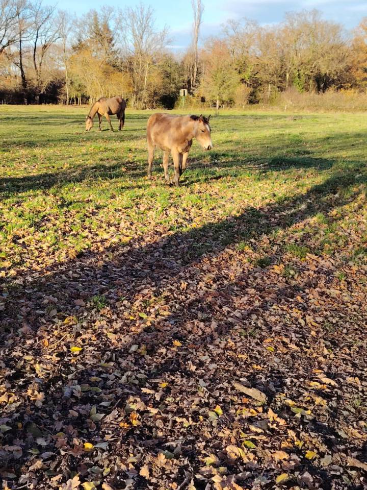 Pouliche Quarter Horse PP