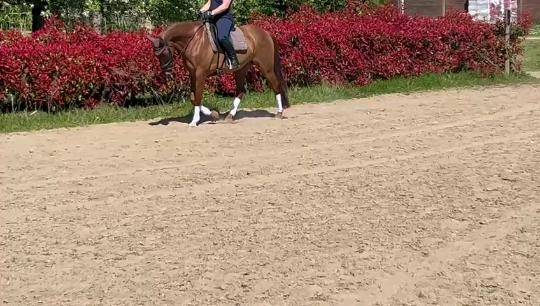 Cheval dressage 