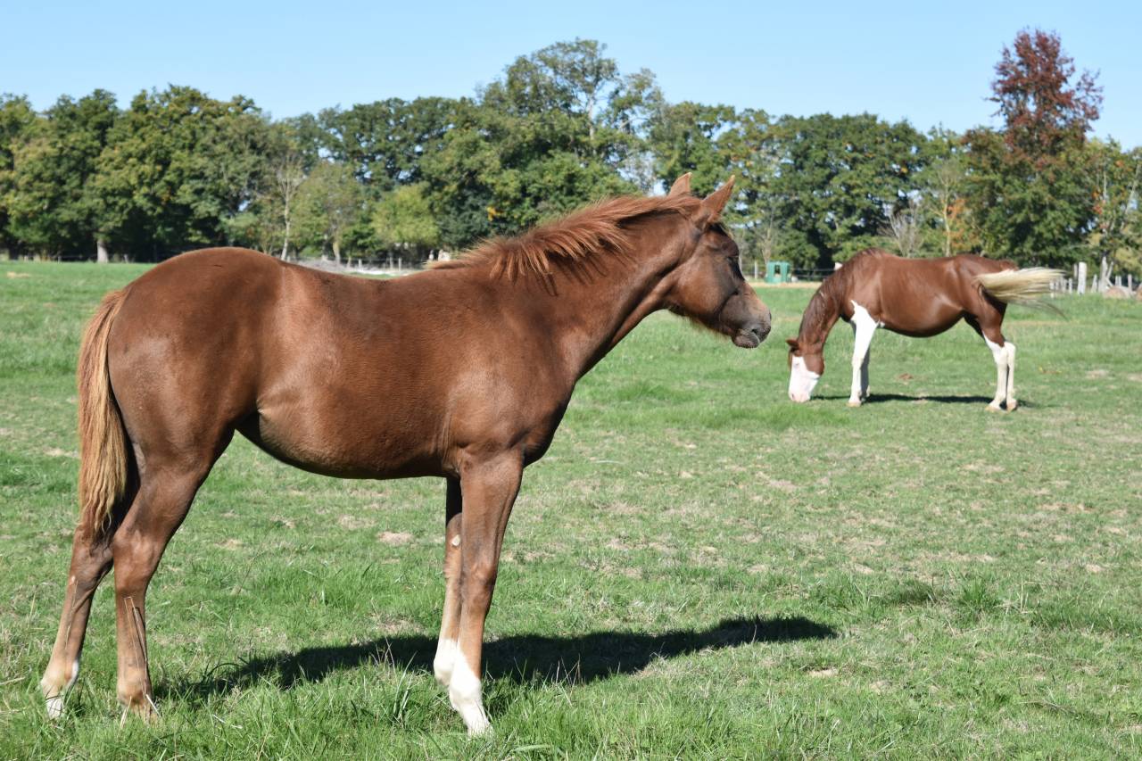 Pouliche Quarter Horse PP