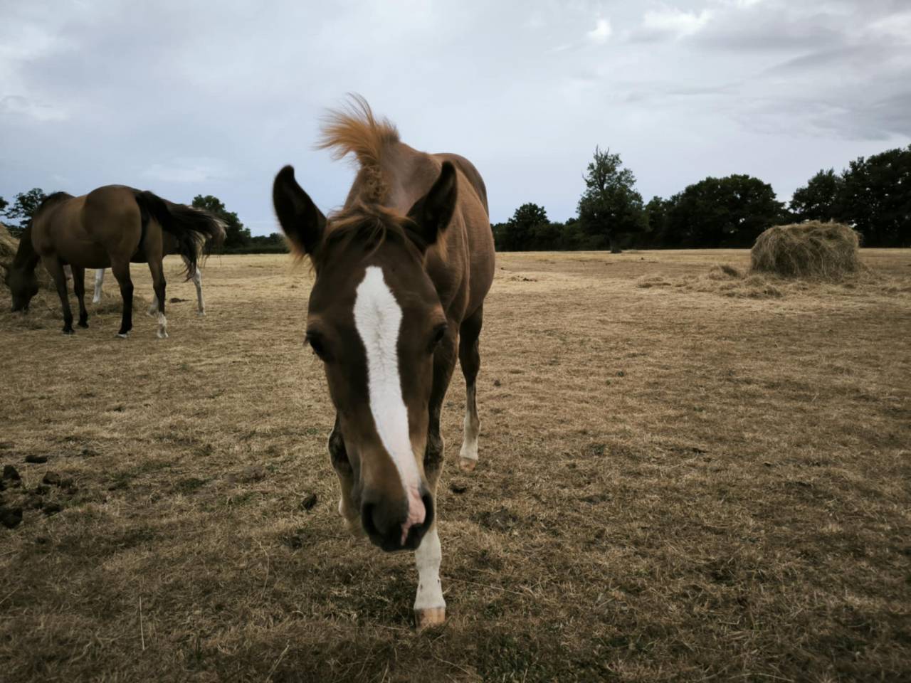Pouliche Quarter Horse PP